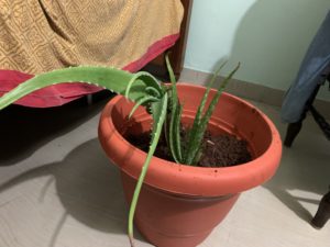 aloe vera plant