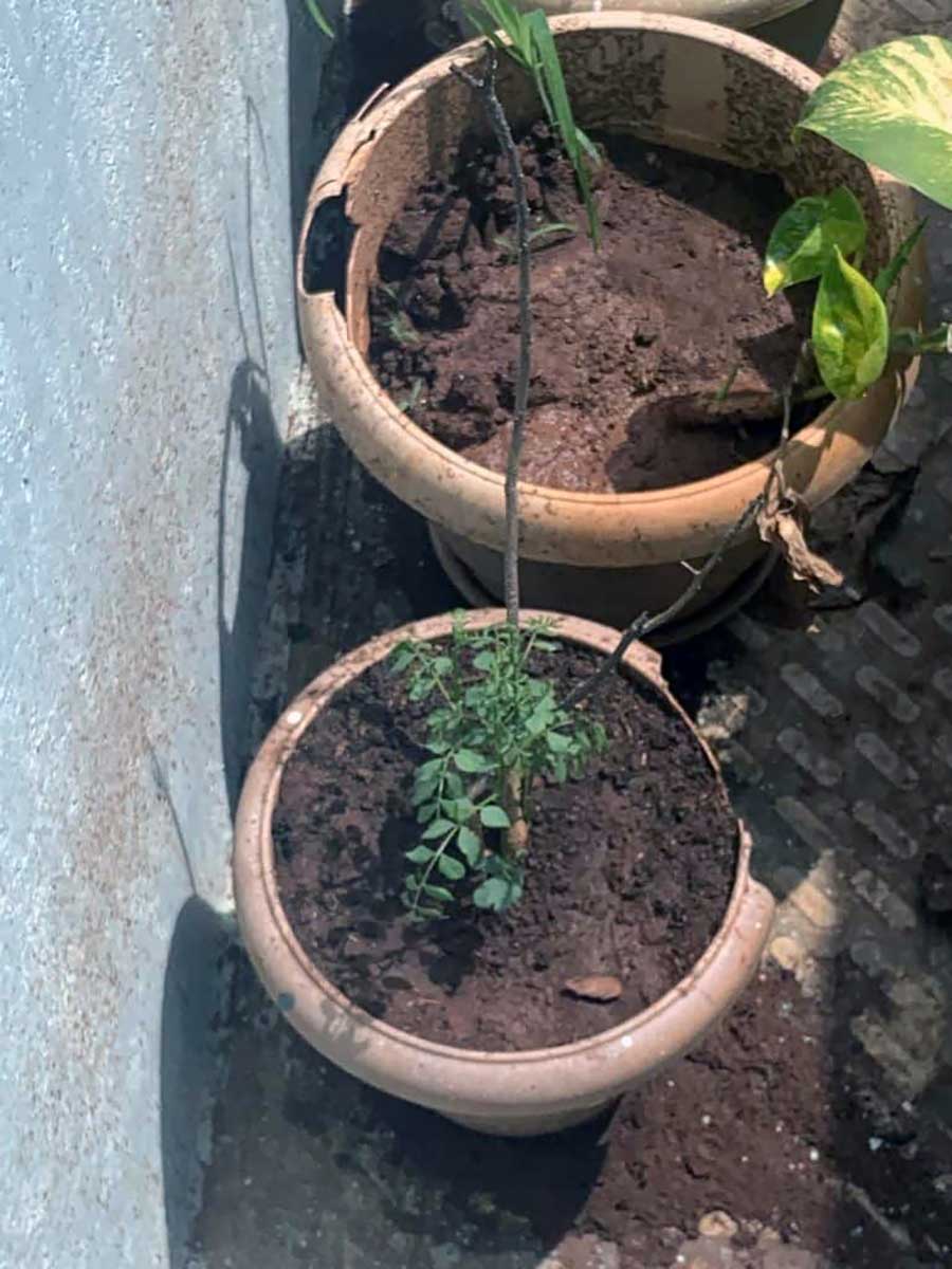 Why Is My Curry Leaves Plant Not Growing? Garden Expert Guide