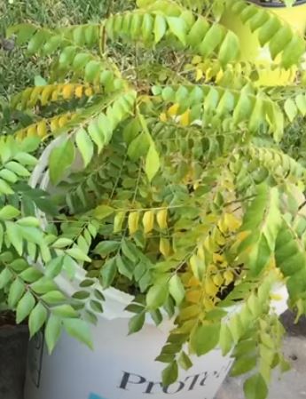 Why Curry Leaves Become Yellow 