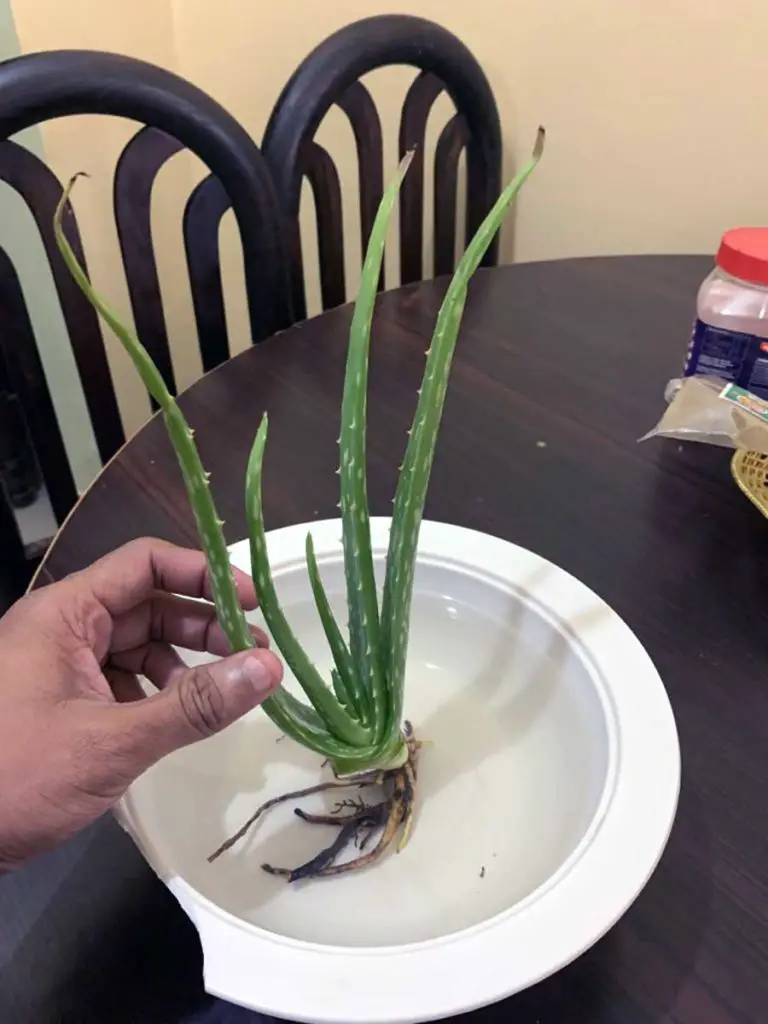 aloevera plant in water