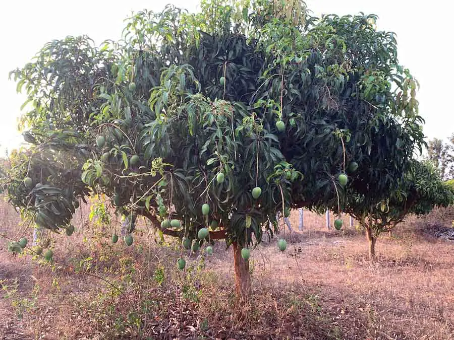 mango tree