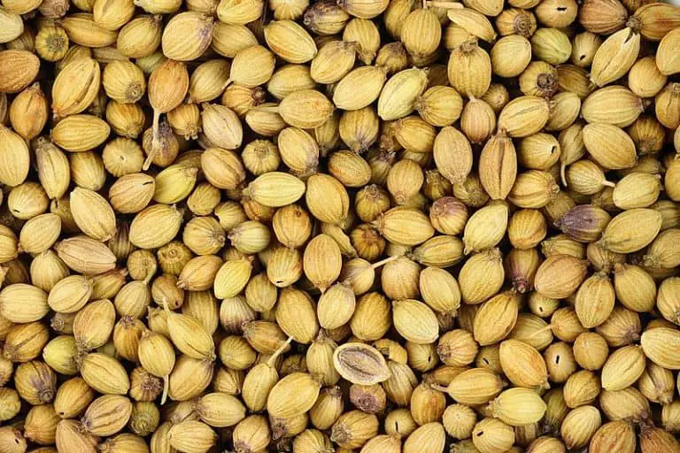 How to Germinate Coriander Seeds Quickly? Garden Expert Guide