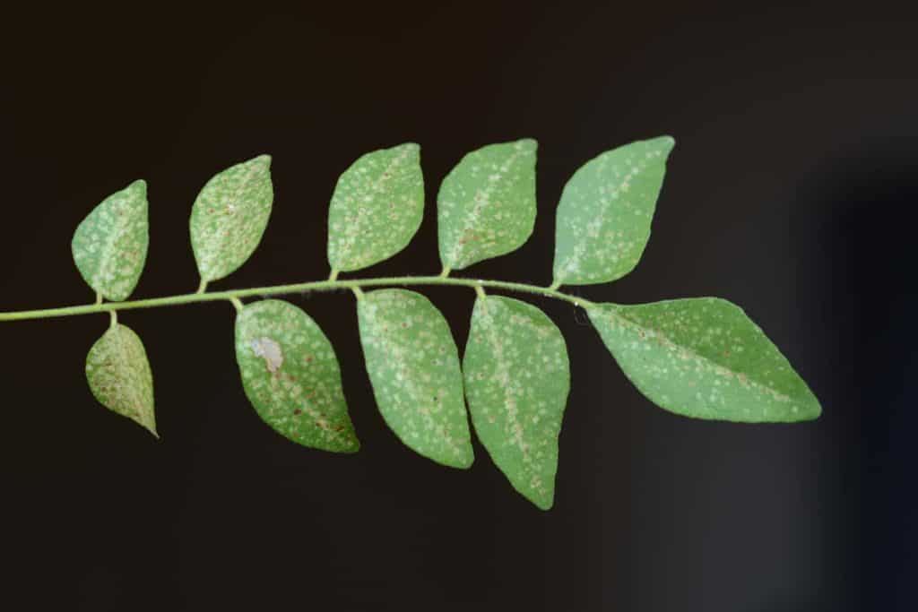 curry leaves plant black spot