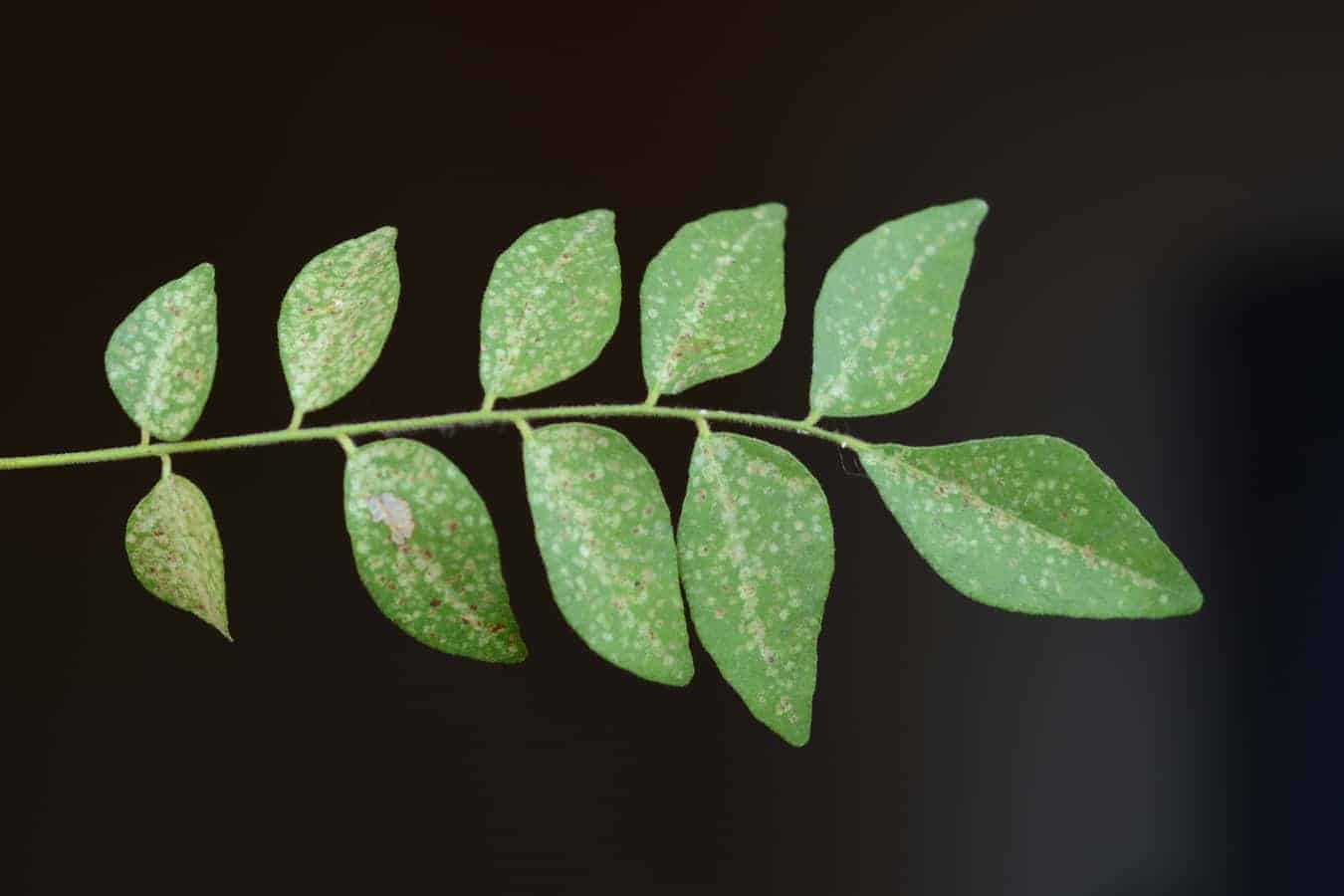 How To Get Rid Of Black Spots On Curry Leaves? Garden Expert Guide