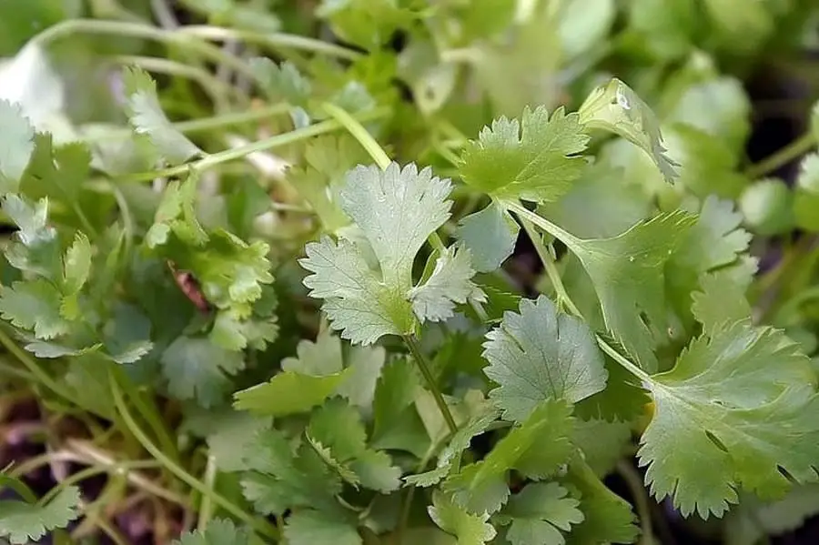 cilantro plant