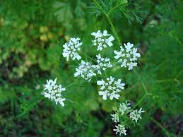 cilantro bolting