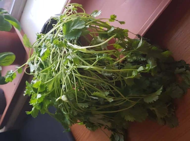 Why is my Coriander Plant Drooping? Garden Expert Guide