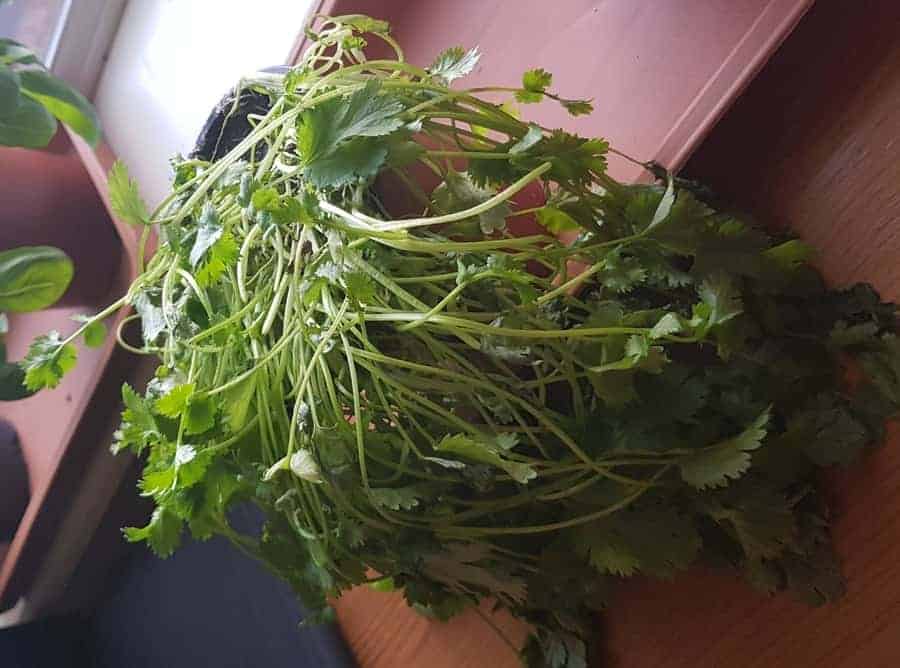 wilting cilantro plant