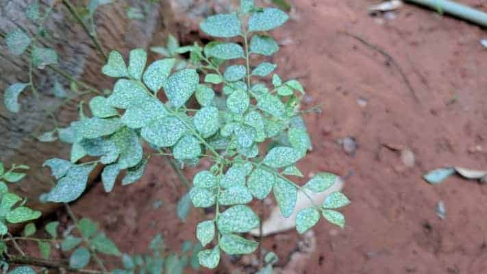 curry leaf plant with white spots