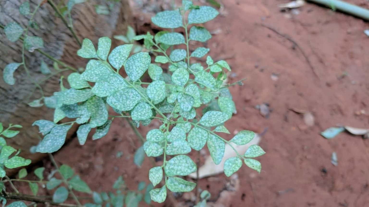 How To Get Rid Of White Spots On Curry Leaf Plant