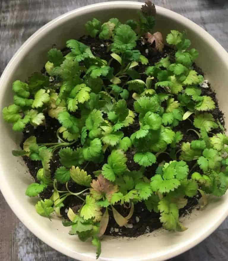 Why is my Cilantro Plant Turning Red? Garden Expert Guide