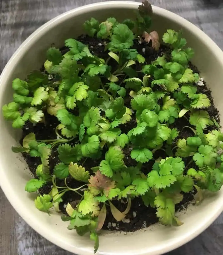 cilantro plant turning yellow