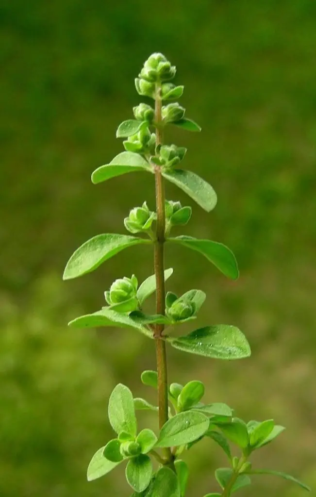 marjoram plant