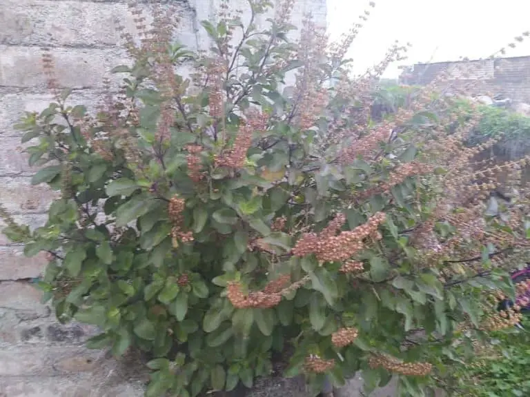 How To Protect Tulsi Plant In Winter In USA? Garden Expert Guide