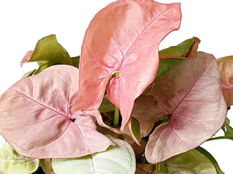 pink Syngonium plant