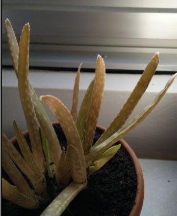 aloe vera plant