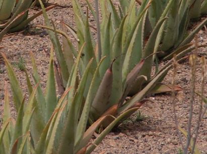 purple aloe vera plant