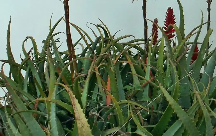 aloe vera turning red