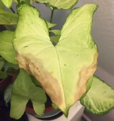 Why Are My Syngonium Leaves Turning Brown And How To Fix It Garden Expert Guide