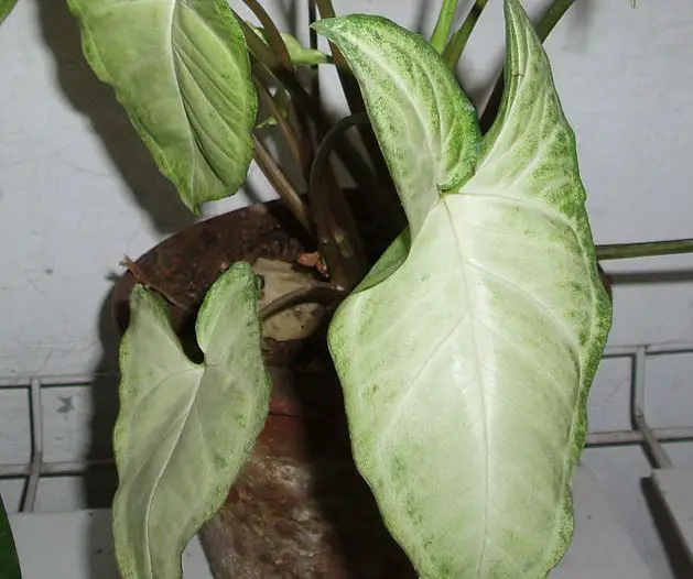 white-syngonium-plant
