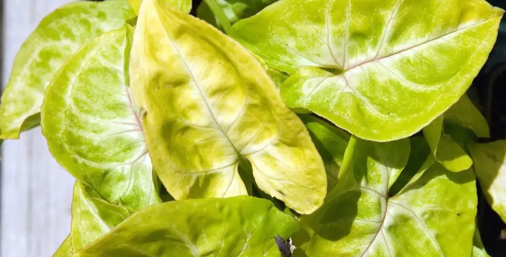 yellow-syngonium-plant