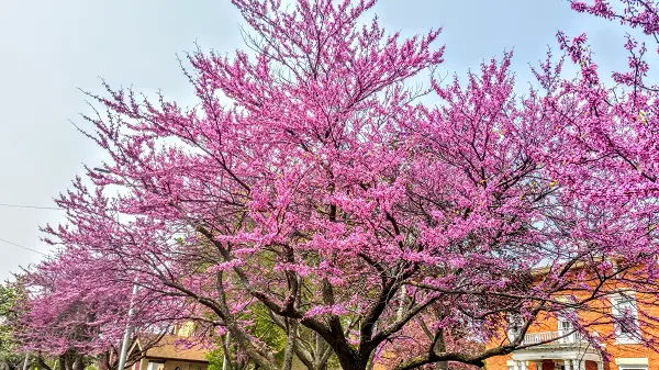 eastern redbud tree