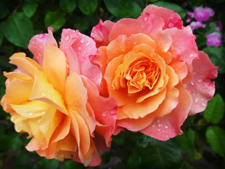 Rose plants what is the best fertilizer for rose plants? Garden