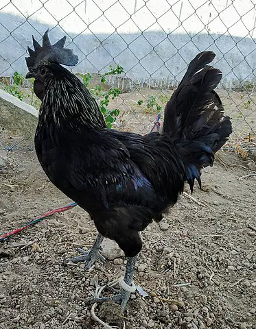 kadaknath chicken