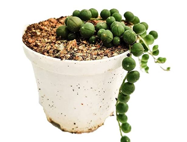watering string of pearls plant