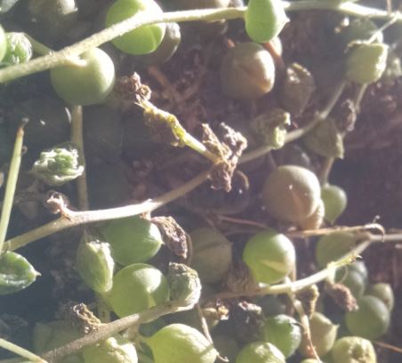 black string of pearls plant