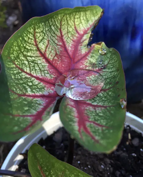 caladium