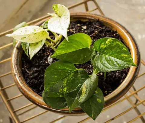 pothos plant