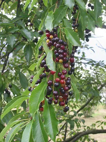 black cherry fruit